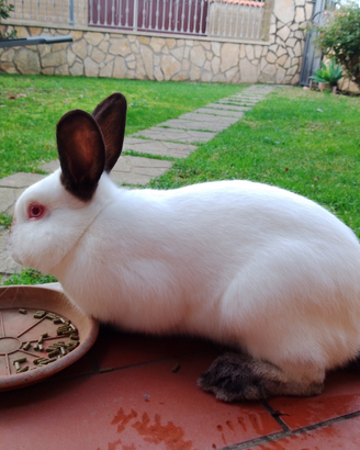 Vendita Conigli Razza Californiana - Roma Sud