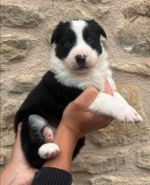 Cuccioli di Border Collie