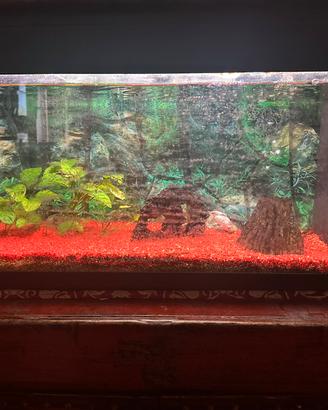 Acquario 96 Litri