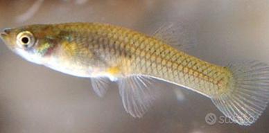 gambusie / killer delle zanzare