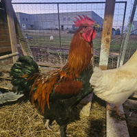 Gallo Marans betulla ROSSO