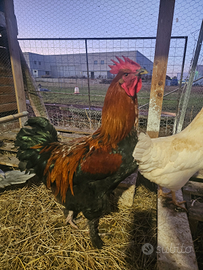 Gallo Marans betulla ROSSO