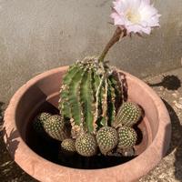 Pianta grassa Echinopsis oxygona hybrid fiore rosa