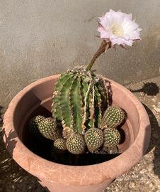 Pianta grassa Echinopsis oxygona hybrid fiore rosa