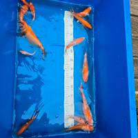 Carpe koi maggio 2025