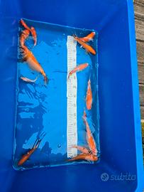 Carpe koi maggio 2025