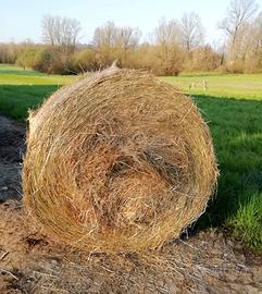 Balle di fieno