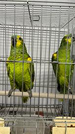 Pappagallo amazzoni fronte blu