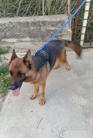 Pastore tedesca