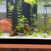 acquario completo come in foto