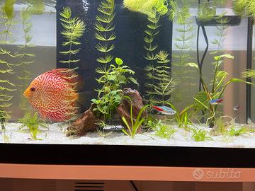 acquario completo come in foto