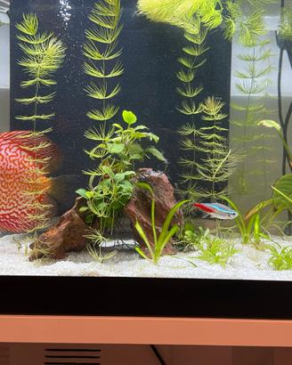acquario completo come in foto