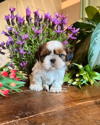 Cuccioli di SHIH TZU - shi tzu - shihtzu