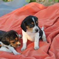 Beagle Cuccioli meravigliosi