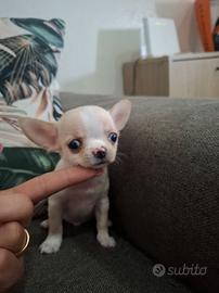 cuccioli di chihuahua Toy 