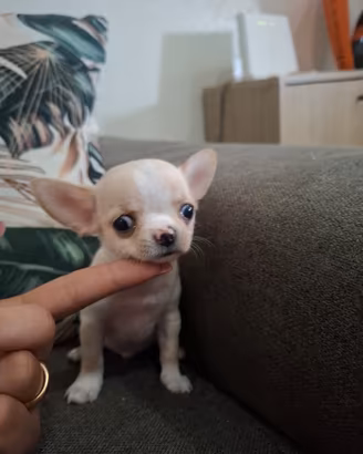 cuccioli di chihuahua Toy 