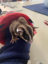 Petauri dello zucchero