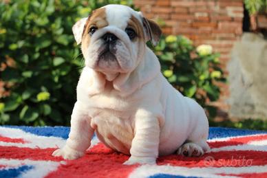 Cucciolo bulldog inglese, maschio