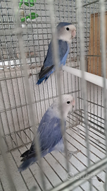 Coppia inseparabili sessologata