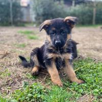 Cuccioli pastore tedesco