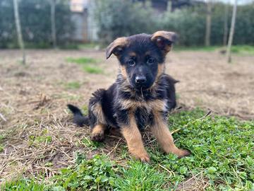 Cuccioli pastore tedesco