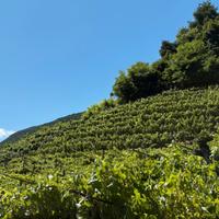 Vigneto di 2600 mq - Segonzano