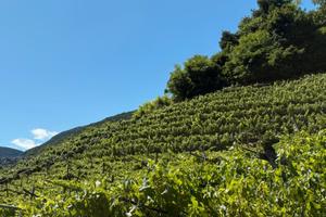 Vigneto di 2600 mq - Segonzano