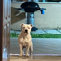Staffy staffordshire bullterrier