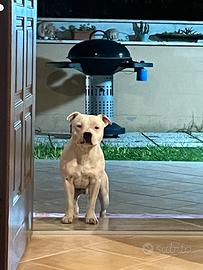 Staffy staffordshire bullterrier