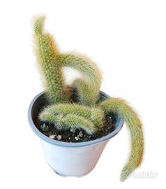 coda di scimmia Hildewintera colademononis