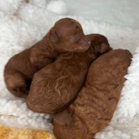 Barboncino mini tois