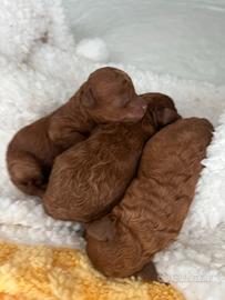 Barboncino mini tois