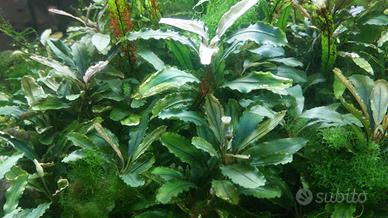 Bucephalandra mix potature e piante