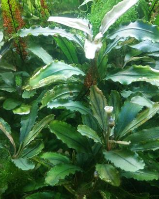 Bucephalandra mix potature e piante