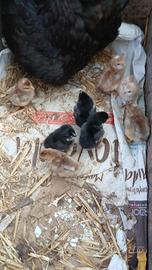 Pulcini marans e oliveeger F1 e mamma Marans