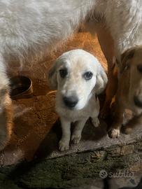 Cagnolini 5 mesi