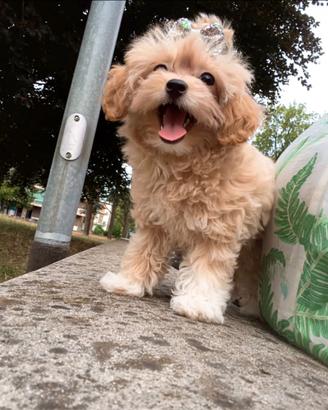 Cucciola Maltipoo Mini Toy-3 mesi