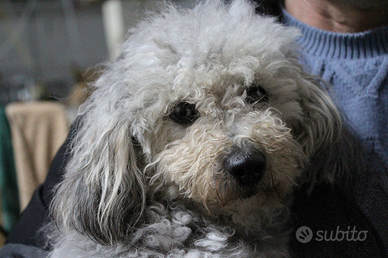 Barboncina toy silver