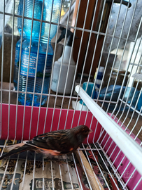 Canarino portoghese bronzo