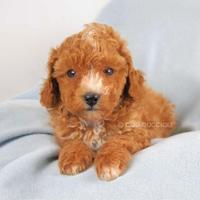 Cucciolo di Barboncino Red