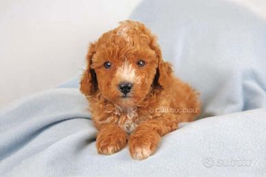 Cucciolo di Barboncino Red