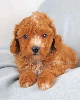 Cucciolo di Barboncino Red