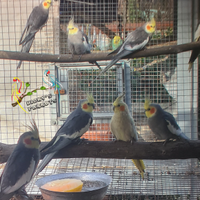 Coppie pappagalli calopsite