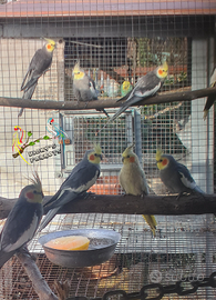 Coppie pappagalli calopsite