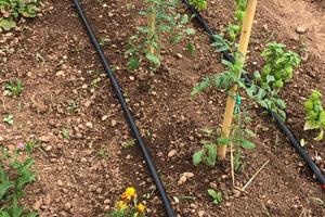 Orto da coltivare - per gli ortaggi e l'anima