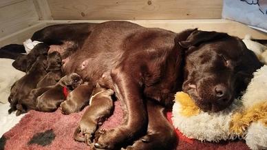 Cuccioli di labrador cioccolato