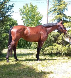 Cavalla belga di 6 anni