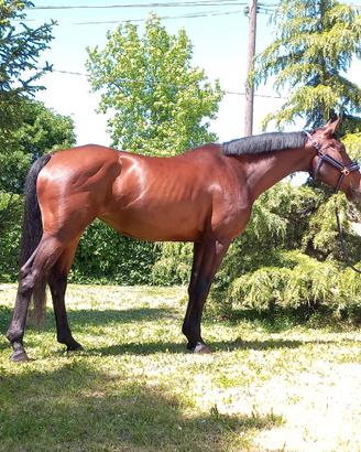 Cavalla belga di 6 anni