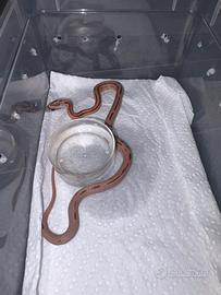 Serpente del grano