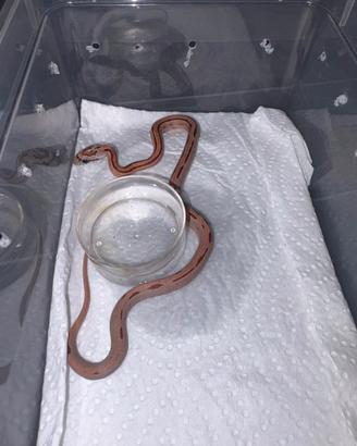 Serpente del grano